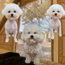 까끌레멍 이미지