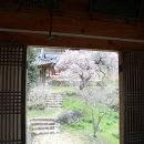 죽림공동체 | 3월 가볼만한 곳! 대나무 숲속 숨겨진 보석, 담양 죽림재 매화