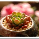 환타지아 이미지