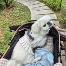 꽃단장 애견미용실 이미지