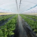 삼기농장 이미지