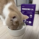 이끌림동물병원 | 고양이 영양제 추천 링츄로 슈퍼이끌림