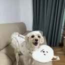 마니빌펜션 | 🦺 쿠팡 강아지 구명조끼 실사용 리뷰
