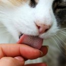 애정그루밍 이미지