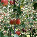 무풍면 생활체육공원 이미지