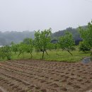 경춘농장 이미지