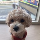 베릴키키 이미지