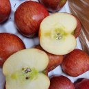 골드샤인 이미지