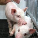 허브지노 이미지