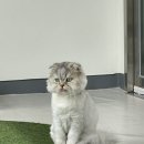 반려마루 화성 이미지