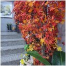 단풍미인한우 도청점 이미지