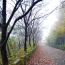 청량산 임도2 이미지