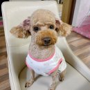 강아지를 미용하는 여자 이미지