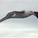 알바트로스 이미지