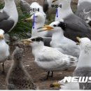 동갈매기 이미지