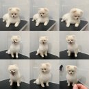 토브 펫 살롱 이미지
