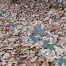 가을 풍경화 3 / 비오 김종륭 이미지