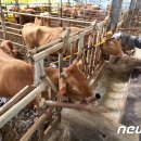 이스턴24시동물병원 이미지