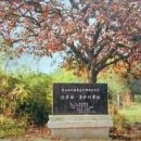 용산-이촌-1959 이미지