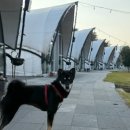 세상은 만만하지 않습니다 | 진돗개 공격성 교육으로 동네 주민과 가족 무는 행동 고친 훈련 후기