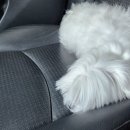 아띠앤펫 이미지