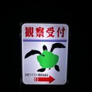 거북등 | 야쿠시마 바다거북 산란 관찰 투어 예약방법 가격 후기 총정리