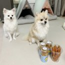 페따미꼬 이미지