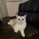 낭만고양이(강서점) 이미지