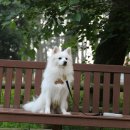 행복을주는나무 이미지