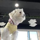 체크인독 네이버블로그