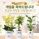 채움리슈빌부동산공인중개사사무소 | 부동산 개업 축하 화분 공인중개사 사무실에 잘 어울리는 식물 추천