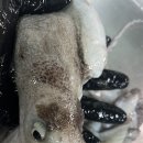 목포세발낙지 이미지