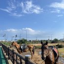 성산읍 고성리 352-4 | 제주도 해볼만한 승마 체험 광치기해변승마 가격 꿀팁 후기 내돈내산
