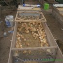 자연부화장 이미지