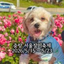 만나 | 강아지와 함께 중랑구 장미축제 후기 주말 행사 정리 개막식 첫날 후기