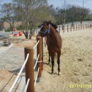 나불도 승마랜드 이미지