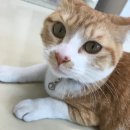 태화동물병원 이미지