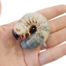 대산초등학교 이미지