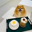 헤이도그 이미지