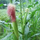 영걸농장 이미지