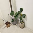 드네의원 | 압구정피부과 : 드네의원 / 피부건강을 진정으로 생각하는 곳/바르는 쥬베룩 스킨부스터 "PLLA30" 추천해요