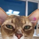 펫 파라다이스 동물병원 이미지