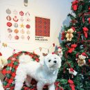 몽몽정원 이미지