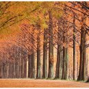 메타세콰이어길 이미지