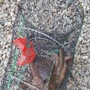 통발체험 네이버블로그