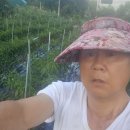 2026년. 고추.농사 대풍 .삼복.더위에 지하수 .스프링클러 작동 .고추작업 시원합니다. 이미지