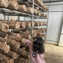 김포표고버섯농장 이미지