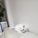 고양이분양 반하나캣 이미지