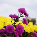 서구청 옥상생태공원 | 대구 국화 전시회 서구청 옥상 생태공원으로 초대합니다.