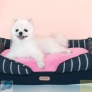 솔이펫